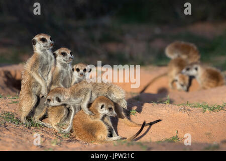 Meerkats (Suricata suricatta), Kgalagadi Parco transfrontaliero, Northern Cape, Sud Africa, Gennaio 2017 Foto Stock