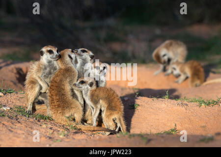 Meerkats (Suricata suricatta), Kgalagadi Parco transfrontaliero, Northern Cape, Sud Africa, Gennaio 2017 Foto Stock