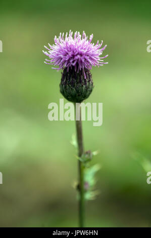 Le piante del Tyne Valley - malinconia thistle / Cirsium heterophyllum Foto Stock