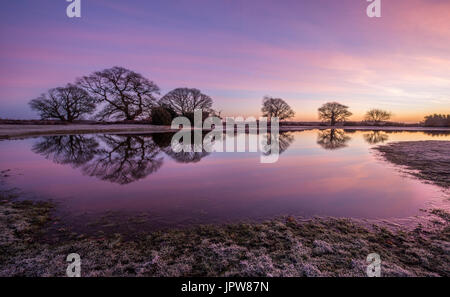 Mogshade Hill nel New Forest. Foto Stock