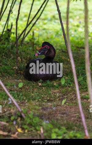 Anatra muta a Slimbridge Foto Stock