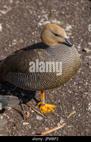 Ruddy oca con testa a Slimbridge Foto Stock