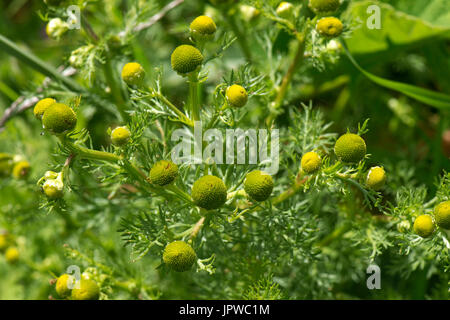 Pineappleweed o camomilla selvaggia, Maricaria discoidea, rayless fiori e foglie, Berkshire, Giugno Foto Stock