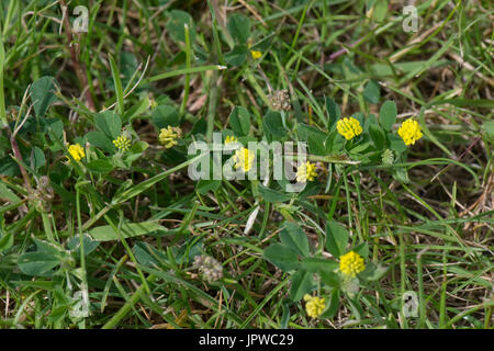 Fioritura giallo tenue, trifoglio Trifolium dubium, vegetali rappresentativi per l'Irlandese Shamrock, Berkshire, Giugno Foto Stock