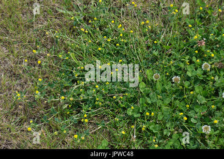 Fioritura giallo tenue, trifoglio Trifolium dubium, impianto di spalmatura con trifoglio bianco in prato turf, Berkshire, Giugno Foto Stock