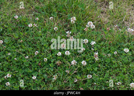 Trifoglio bianco, Trifolium repens, in fiore in un prato debole, Berkshire, Giugno Foto Stock