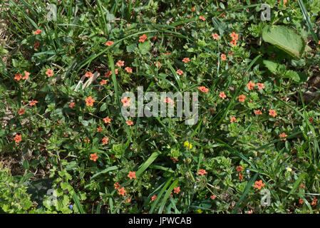 Scarlet pimpernel, Anagallis arvense, rosso fioritura annuale di erbaccia di seminativi in erba Giovane ley, Berkshire, Luglio Foto Stock