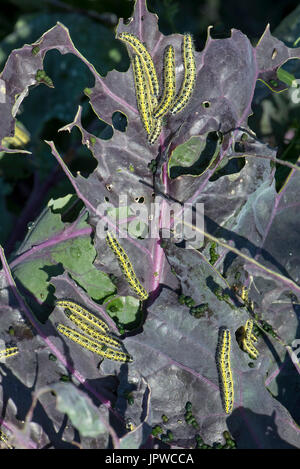 Il cavolo bianco, butterfly Sarcococca brassicae, bruchi, instar finale, alimentando su foglie di una varietà di colore viola di i cavoletti di Bruxelles Foto Stock