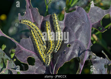 Il cavolo bianco, butterfly Sarcococca brassicae, bruchi, instar finale, alimentando su foglie di una varietà di colore viola di i cavoletti di Bruxelles Foto Stock