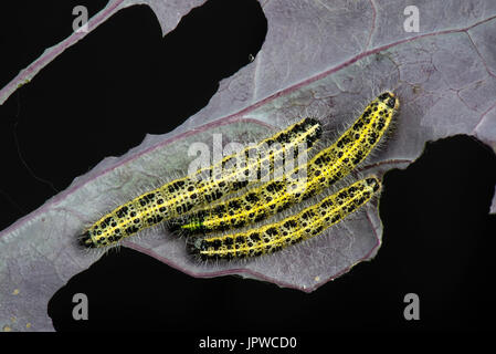 Il cavolo bianco, butterfly Sarcococca brassicae, bruchi, instar finale, alimentando su foglie di una varietà di colore viola di i cavoletti di Bruxelles Foto Stock