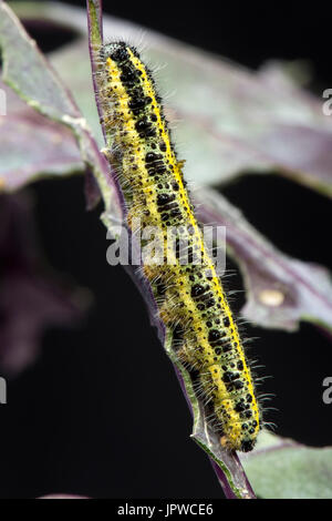 Il cavolo bianco, butterfly Sarcococca brassicae, bruchi, instar finale, alimentando su foglie di una varietà di colore viola di i cavoletti di Bruxelles Foto Stock