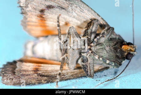 Il rame Underwing casa comune moth Foto Stock