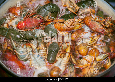 Gamberi freschi vengono cotti in una pentola con acqua bollente. Foto Stock