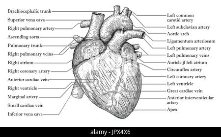 Anatomiche del cuore umano mano bozzetto con iscrizione dei nomi di vena, arteria aorta. Medicina, illustrazione vettoriale poster. Alta anatomica dettaglio Illustrazione Vettoriale