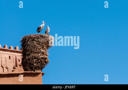 Cicogne a Kasbah Foto Stock