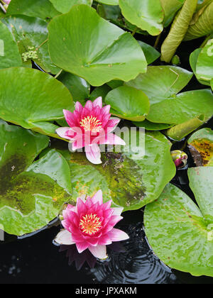 Rosa fiori di ninfea ( Nymphaea ) a galla in un laghetto in giardino, aprire nella luce del sole Foto Stock