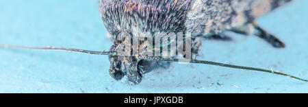 Il rame underwing casa comune moth Foto Stock