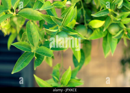 Colpo all'aperto della maturazione delle arance su un ramo di arancio-tree - Croazia, isola di Brac Foto Stock