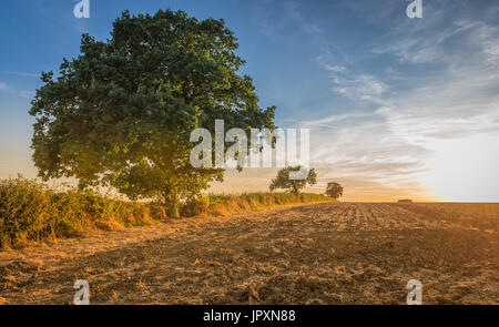 Presto la sera e il sole comincia a impostare su allevamento terreni agricoli nel Lincolnshire Fens Foto Stock