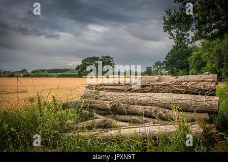 Uno stock di registri caduti impilati sul bordo di un bosco e campo nel Lincolnshire Fagnes, nei pressi di Bourne, Regno Unito Foto Stock