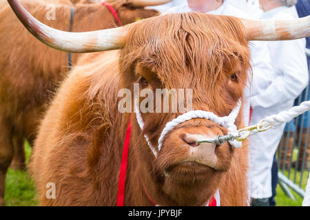 Burwarton, UK. Il 3° agosto 2017. Un altopiano di Bull in parade ring a Burwarton spettacolo agricolo, nei pressi di Bridgnorth, Shropshire, Regno Unito. Credito: Mike Hayward/Alamy Live News Foto Stock