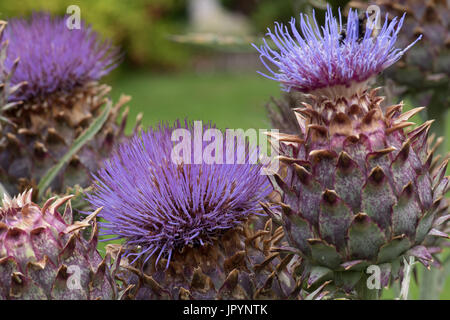 Il gigante thistle, Cynara cardunculus, noto anche come il cardo. Foto Stock