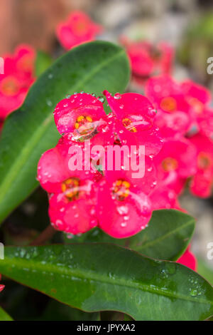 Euphorbia Milii (corona di spine, impianto di Cristo, Cristo thorn), con inizio Rugiada di mattina su le teste dei fiori e rosa / rosso delle brattee. Foto Stock