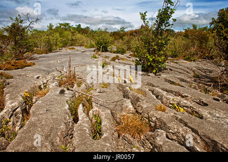 Pavimentazione di pietra calcarea che conduce al paesaggio boschivo dell'andatura carriole Foto Stock