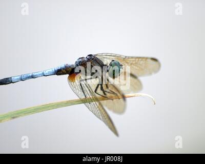 Dragonfly in appoggio sulla punta di foglia Foto Stock