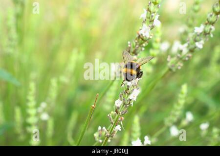 Bumblebee per raccogliere il polline da un bianco di fiori di lavanda. Foto Stock