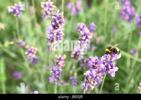 Bumblebee per raccogliere il polline da fiori di lavanda. Foto Stock