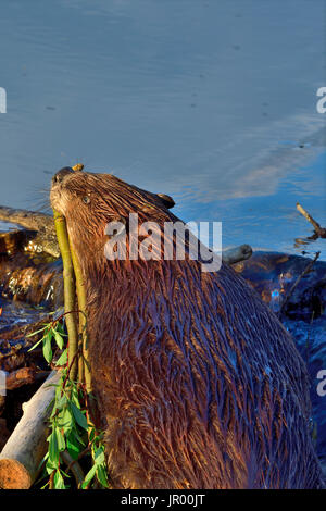 Un wild beaver "Castor canadenis' trasporta un boccone di alberelli oltre la sua diga a beaver boardwalk a Hinton Alberta Canada Foto Stock