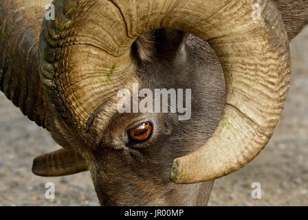 Un vicino la vista laterale di un selvaggio bighorn del volto che mostra l'occhio e il ricciolo del suo avvisatore acustico Foto Stock