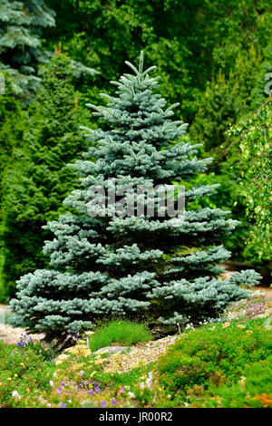 Un abete rosso blu albero che cresce sul bordo di un giardino nelle zone rurali di Alberta in Canada Foto Stock