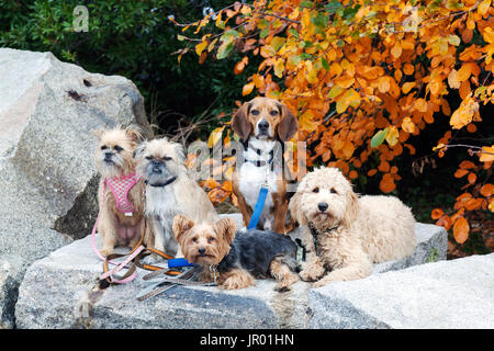 Cani nel parco Foto Stock