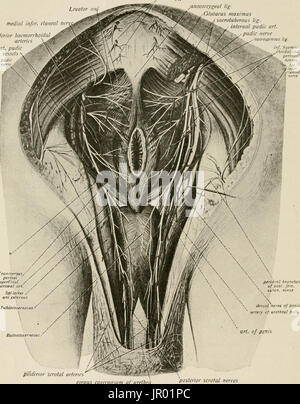 "Locale e anestesia regionale; con capitoli su spinale, epidurale, paravertebral e parasacral analgesia e altre applicazioni locali e regionali di anestesia per la chirurgia dell'occhio, orecchio, naso e gola, e alla pratica dentistica' Foto Stock