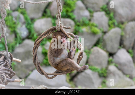 Giapponese scimmie macaco in Beppu Monkey Park, Kyushu in Giappone. Foto Stock