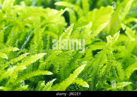 Verde lussureggiante bracken fern crescente Foto Stock