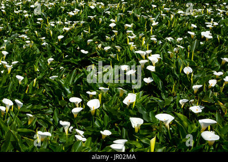 Campo di white calla lily fiori a Zhu Zi Hu, chiamato anche Lago di bambù, in Taiwan Foto Stock