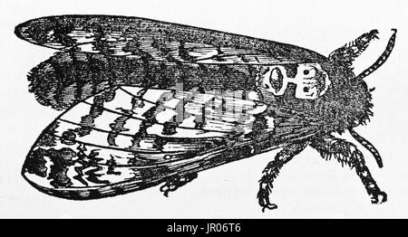 Vecchia immagine della morte del capo-Hawkmoth (Acherontia atropo). Da autore non identificato, pubblicato il Magasin pittoresco, Parigi, 1833. Foto Stock