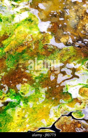 Geo alghe termali in un flusso proveniente da un lago vulcanico Foto Stock