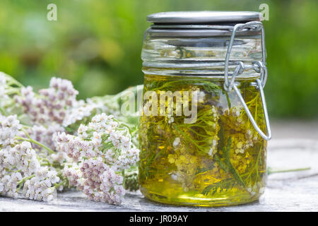 Schafgarbe-Öl, Schafgarben-Öl, Heilöl, Hautöl, Auszug aus Schafgarben-Blüten in Olivenöl, Gewöhnliche Schafgarbe, Wiesen-Schafgarbe, Schafgabe, Achill Foto Stock