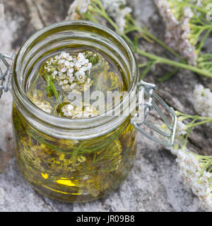 Schafgarbe-Öl, Schafgarben-Öl, Heilöl, Hautöl, Auszug aus Schafgarben-Blüten in Olivenöl, Gewöhnliche Schafgarbe, Wiesen-Schafgarbe, Schafgabe, Achill Foto Stock