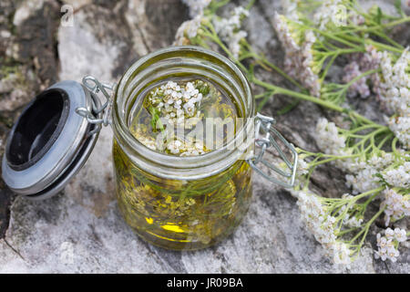 Schafgarbe-Öl, Schafgarben-Öl, Heilöl, Hautöl, Auszug aus Schafgarben-Blüten in Olivenöl, Gewöhnliche Schafgarbe, Wiesen-Schafgarbe, Schafgabe, Achill Foto Stock