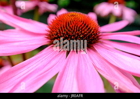 Purple coneflower in giardino Foto Stock