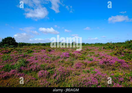 Brughiera a kelling heath, North Norfolk, Inghilterra Foto Stock