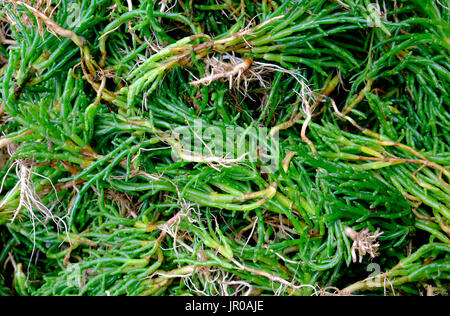 Samphire in fasci in stallo del mercato, North Norfolk, Inghilterra Foto Stock