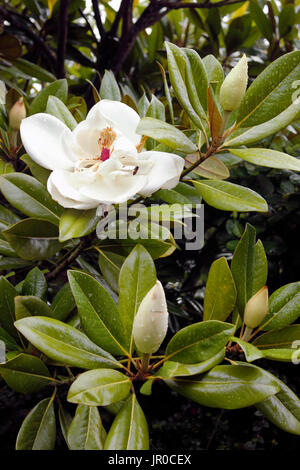 Spettacolare Magnolia grandiflora albero sempreverde in fiore Foto Stock