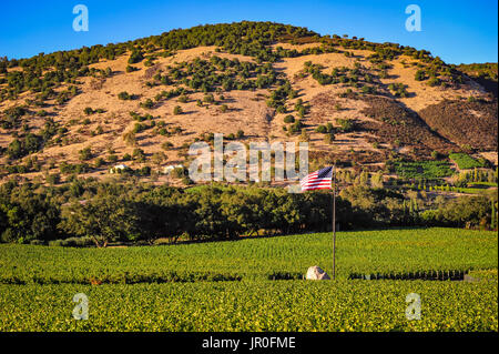 La Valle di Napa California, Ottobre 3, 2010: la luce del tramonto su meticolosamente curati vigneti come la stagione del raccolto inizia nel paese del vino. Foto Stock