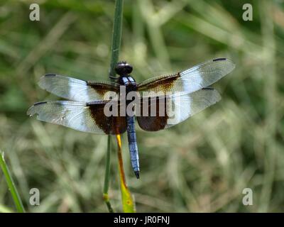 Dragonfly abbracciando peduncolo verde Foto Stock